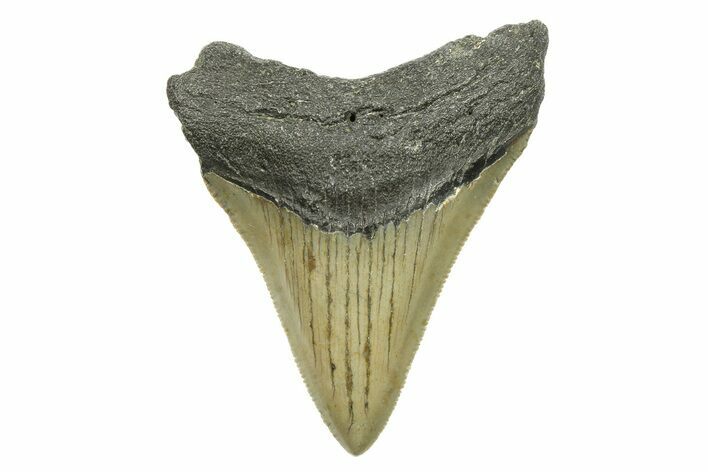 Serrated, Juvenile Megalodon Tooth - North Carolina #294443